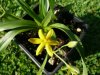 Hypoxis hemerocallidea.jpg