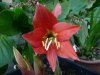 Hippeastrum puniceum.jpg