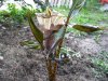 Arisaema nepenthoides.jpg