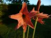 Hippeastrum roseum.jpg