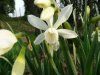 Narcissus thalia.jpg