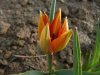 Tulipa orphanidea var. flava.jpg