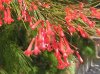 piante-per-terrazzo_NG2.jpg