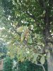 IMG_20170731_063050-1224x1632.jpg