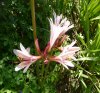 Lycoris incarnata2.jpg