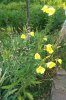 Oenothera biennis 2017.jpg