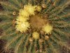 Echinocactus_grusoni_fiori_ok_ce63e805.jpg