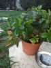 IMG_20170806_195238.jpg