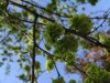 albero_3688.JPG