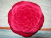 DSCN4174.jpg