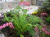 rid dicentra.jpg