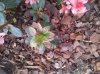 IMG_20120405_181227.jpg