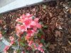 IMG_20120405_181118.jpg