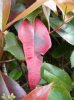 photinia malata2.jpg photinia malata2.jpg