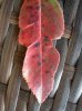photinia malata3.jpg photinia malata3.jpg
