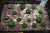 Astrophytum asterias (semina 5-4-11-ripic.4-4-12)gia.jpg