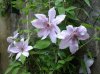 clematis.jpg