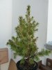 2012-02_Abetino.jpg 2012-02_Abetino.jpg