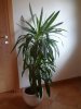 DSC00667bis.jpg