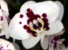 Phalaenopsis_Taiwan_Glory_Orchis[1].jpg