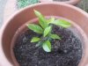 Foto0028.jpg