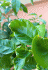 foglia rovinata 2.gif
