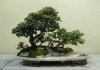 3_bonsai.jpg