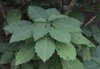 brugmansia-charles-grimaldi-leaves.jpg