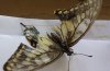 Farfalla Macaone (Papilio machaon) vittima 4.jpg