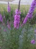 IMG_20170620_182332_2CS.jpg