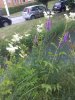 IMG_20170620_182228.jpg