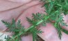 artemisia annua.jpg