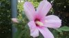 hibiscus Lasiocarpus 2015.jpg