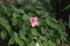 Hibiscus_moscheutos_ssp palustris.jpg