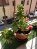 IMG_20170904_153100.jpg