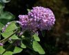 Buddleja-Crispa.jpg