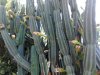 Cereus peruvianus 1 .jpg