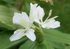 Hedychium coronarium1.JPG