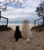 labrador-and-cat-beach (1).jpg