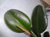 DSC00694bis.jpg