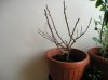 p1010005.jpg