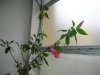 p1010007.jpg
