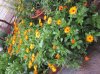 calendule.jpg