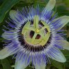 Passiflora_Incarnata300.jpg