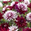 dahlia-rebecca-s-world.jpg