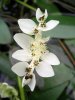 Aponogeton-distachyus-fiore.jpg