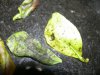 DSCN5312.jpg