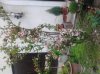 Foto0046.jpg