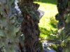 PIANTE GRASSE 005.jpg