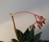 echeveria-con-fiore-2.jpg